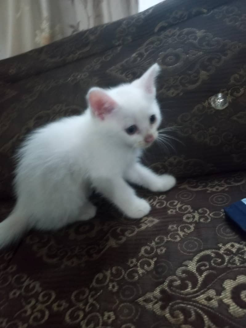 Persian kittens 0