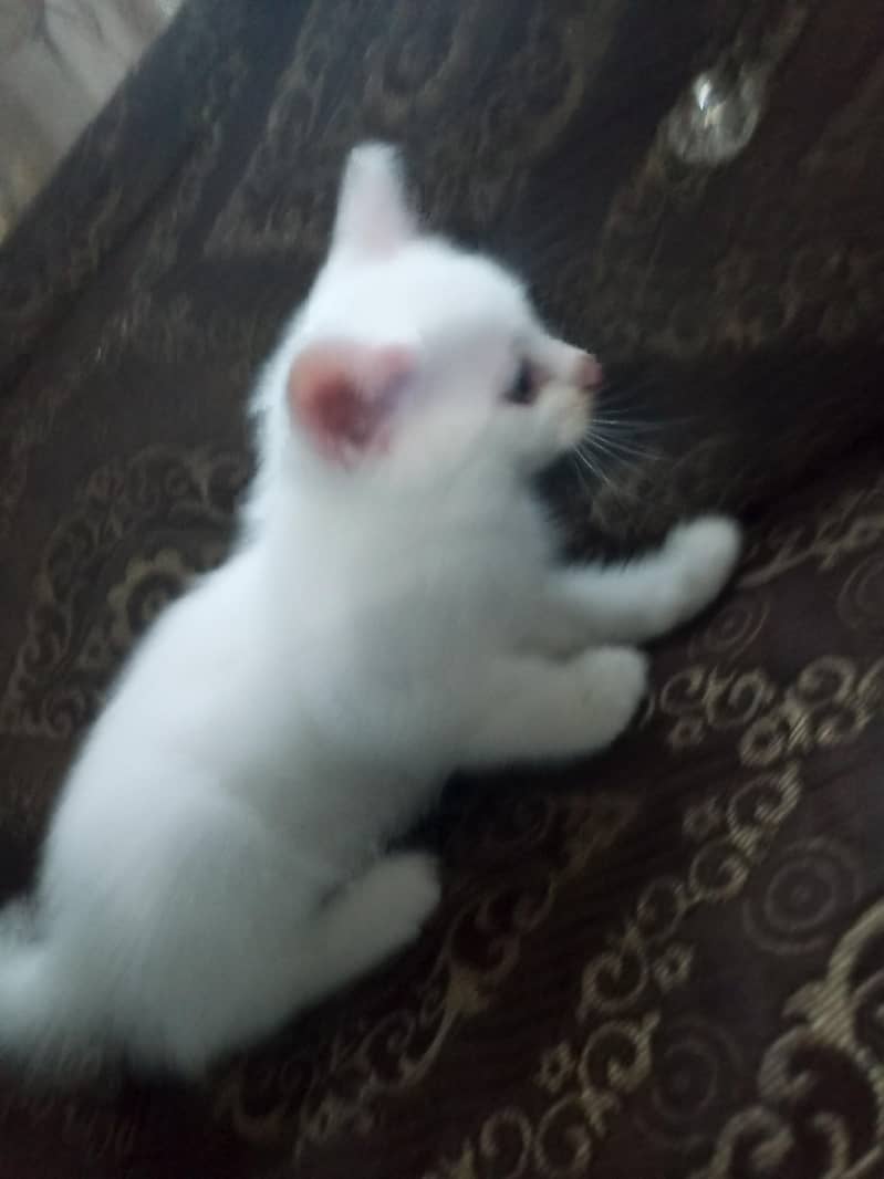 Persian kittens 1