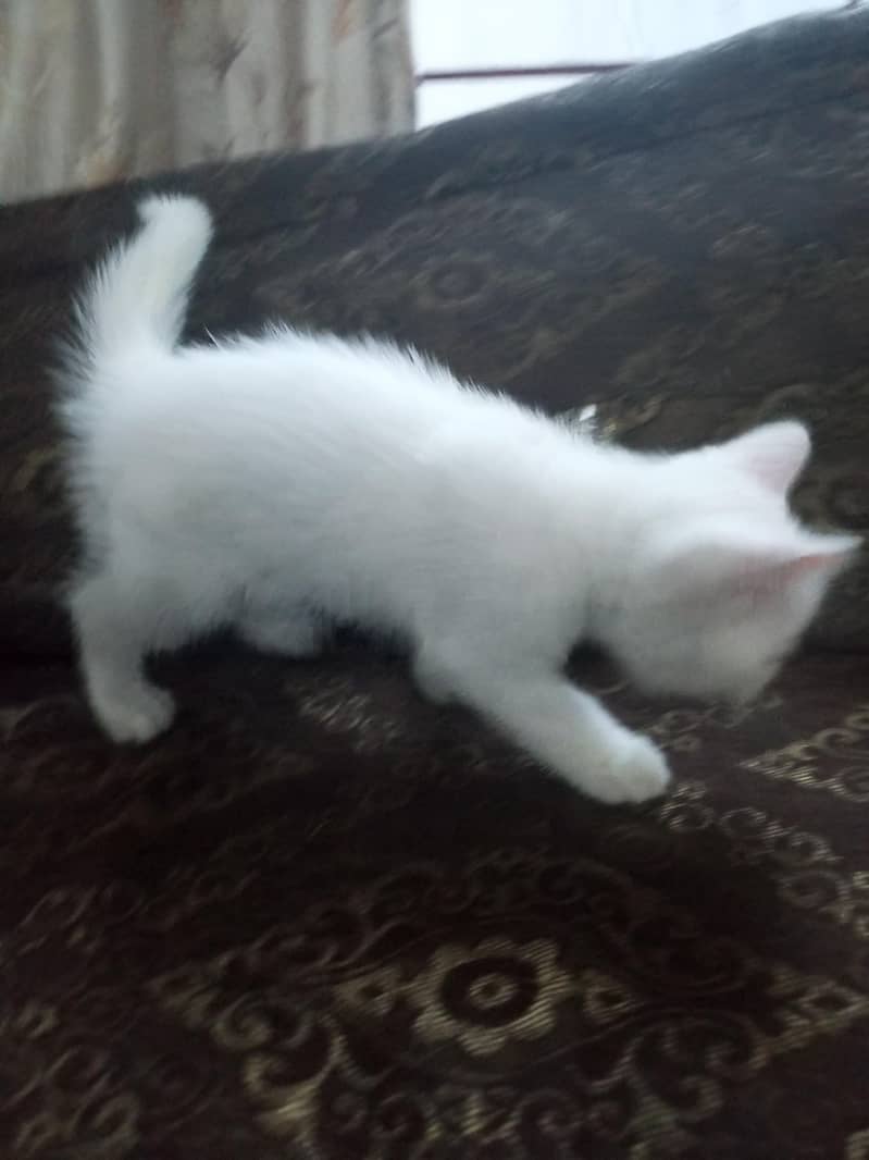 Persian kittens 2