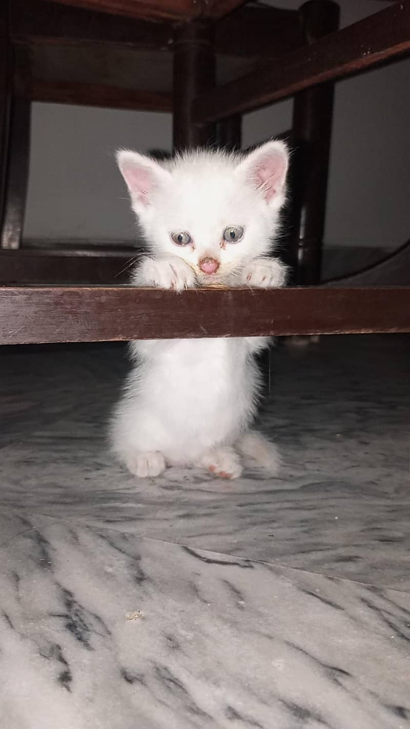 Persian kittens 3