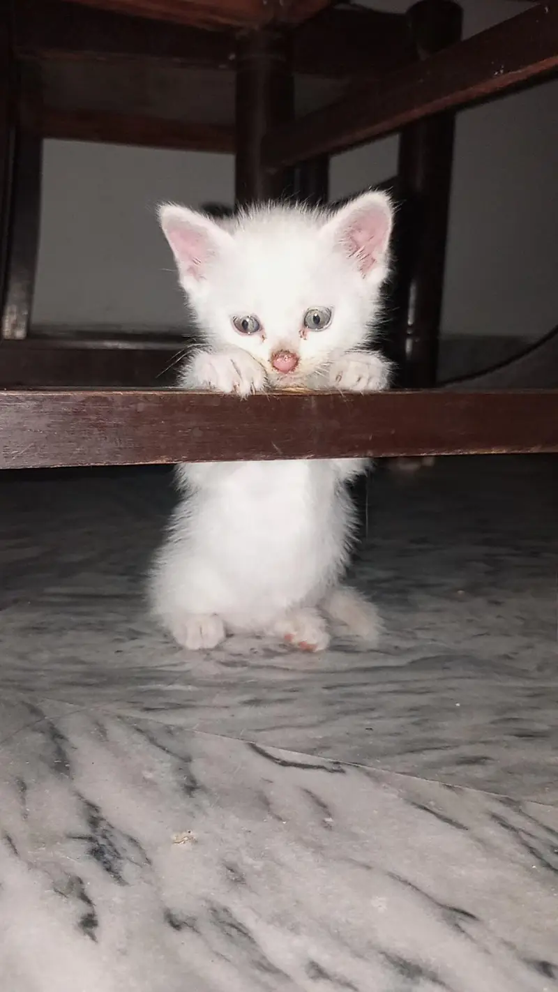 Persian kittens — photo 4