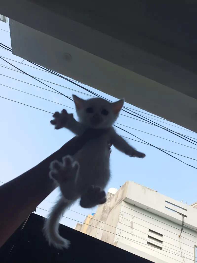 Persian kittens — photo 5