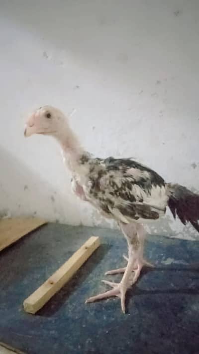 Pure Asil/Asseel Hen – Shamo & Jawa Breeds | Healthy Breeding Birds