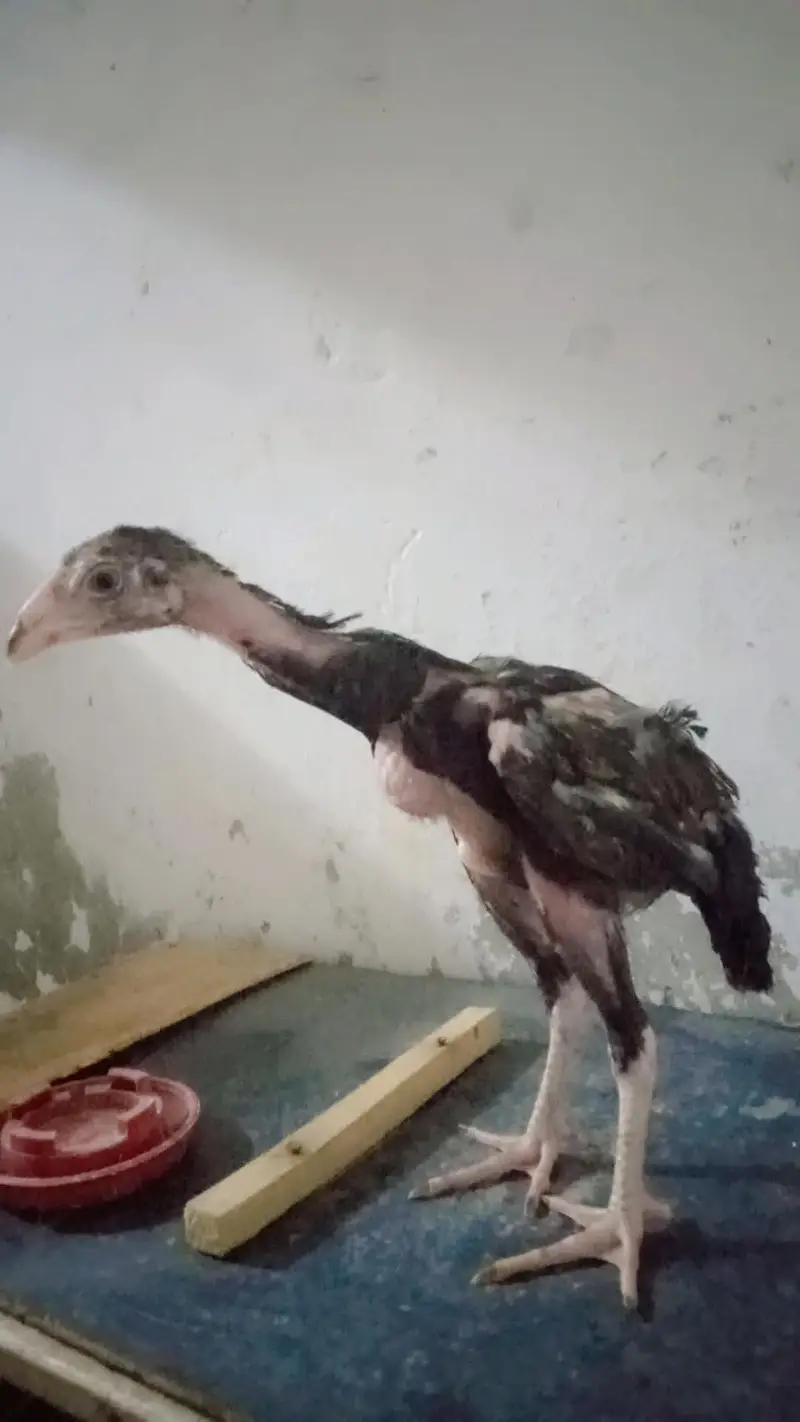 Pure Asil/Asseel Hen – Shamo & Jawa Breeds | Healthy Breeding Birds — photo 2