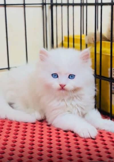 Persian kittens for sale
