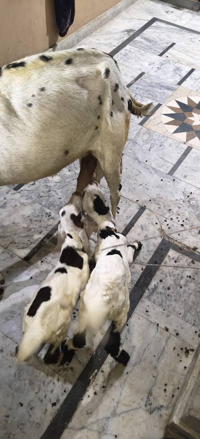 Bakri 6dand ha