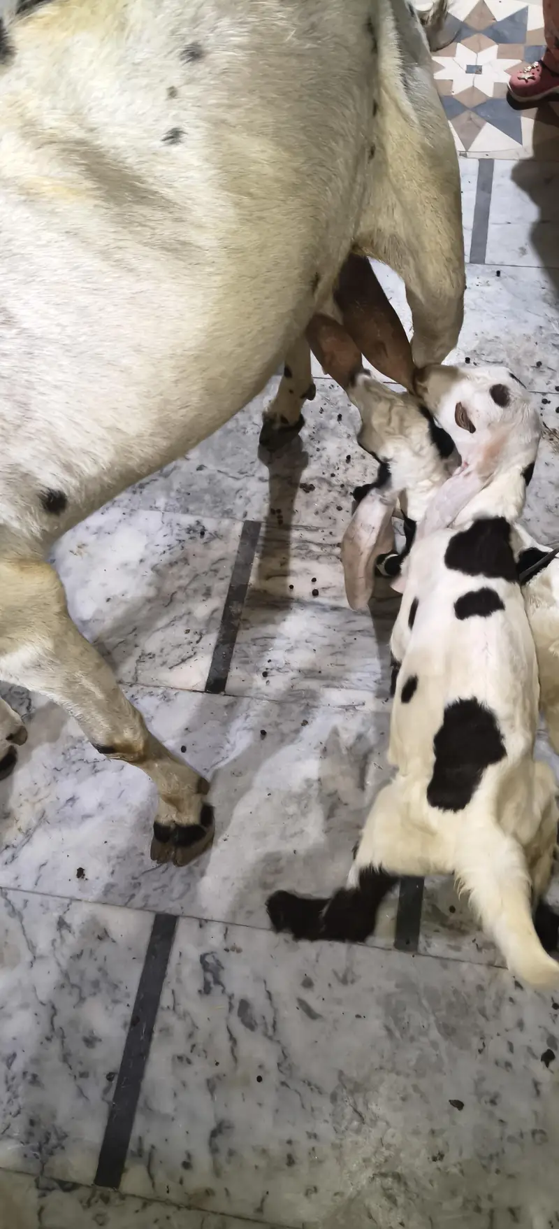 Bakri 6dand ha — photo 2