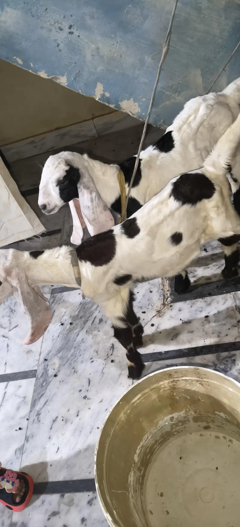 Bakri 6dand ha — photo 3
