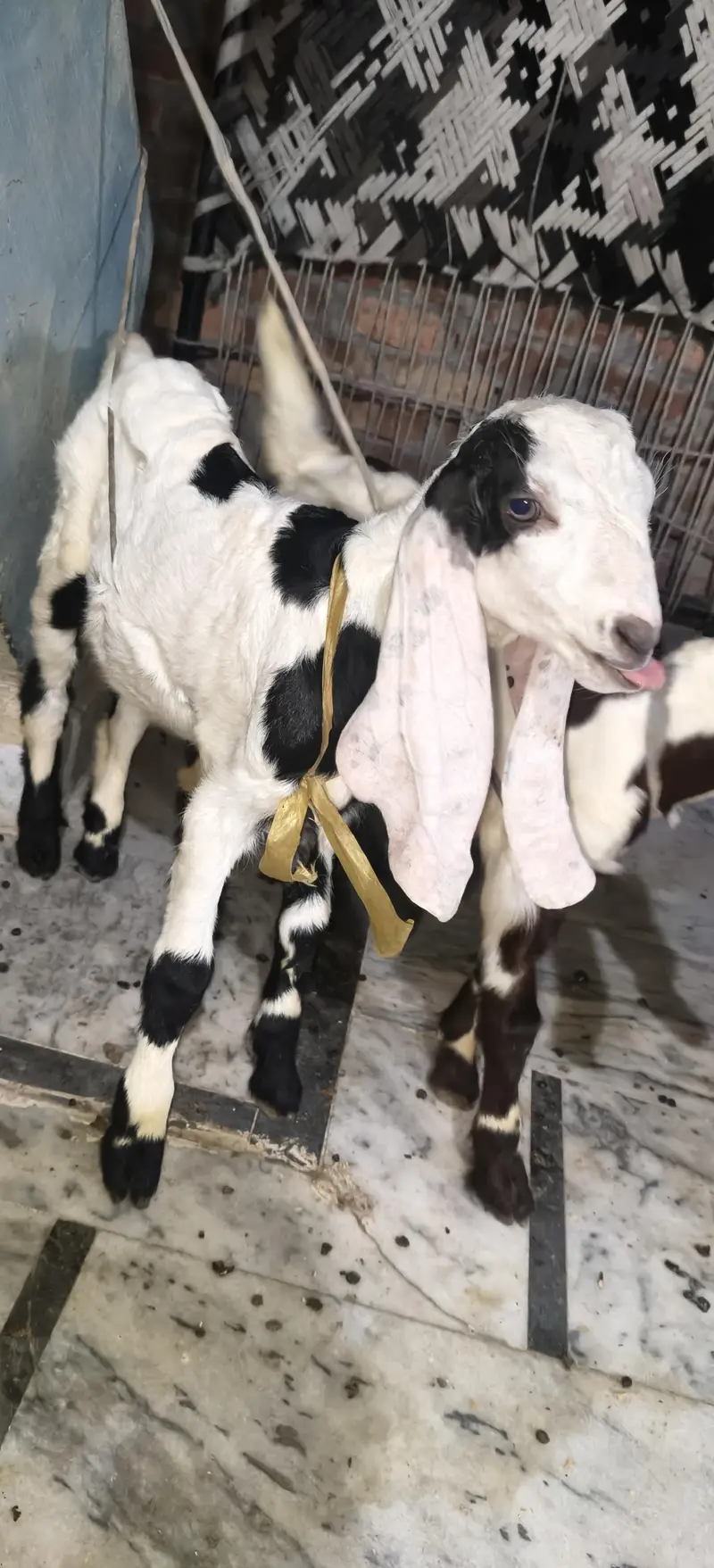 Bakri 6dand ha — photo 4