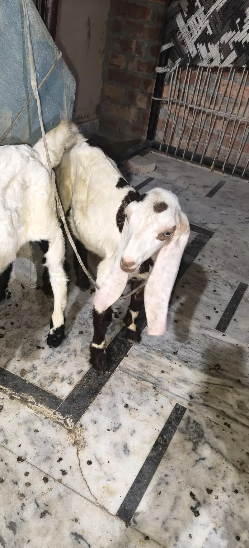 Bakri 6dand ha — photo 5