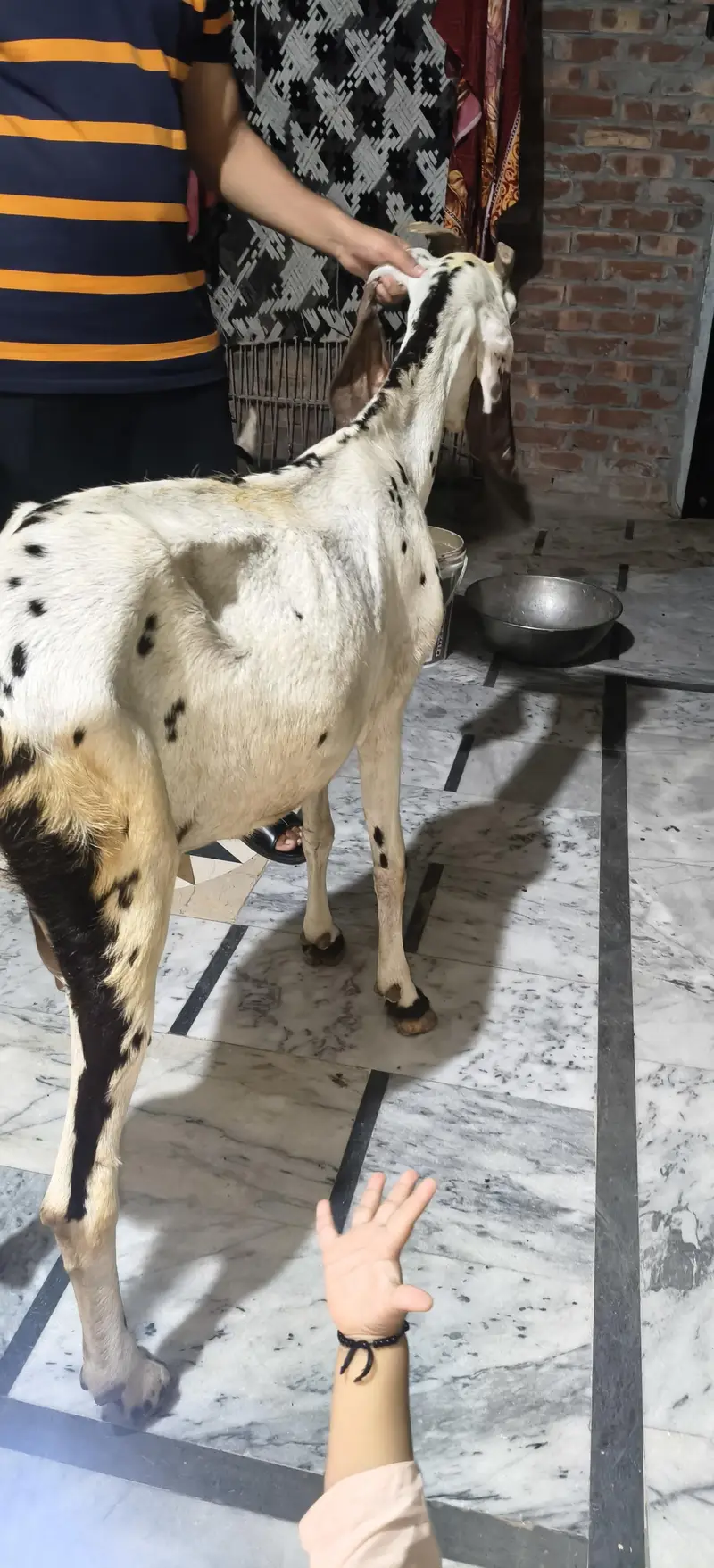 Bakri 6dand ha — photo 6