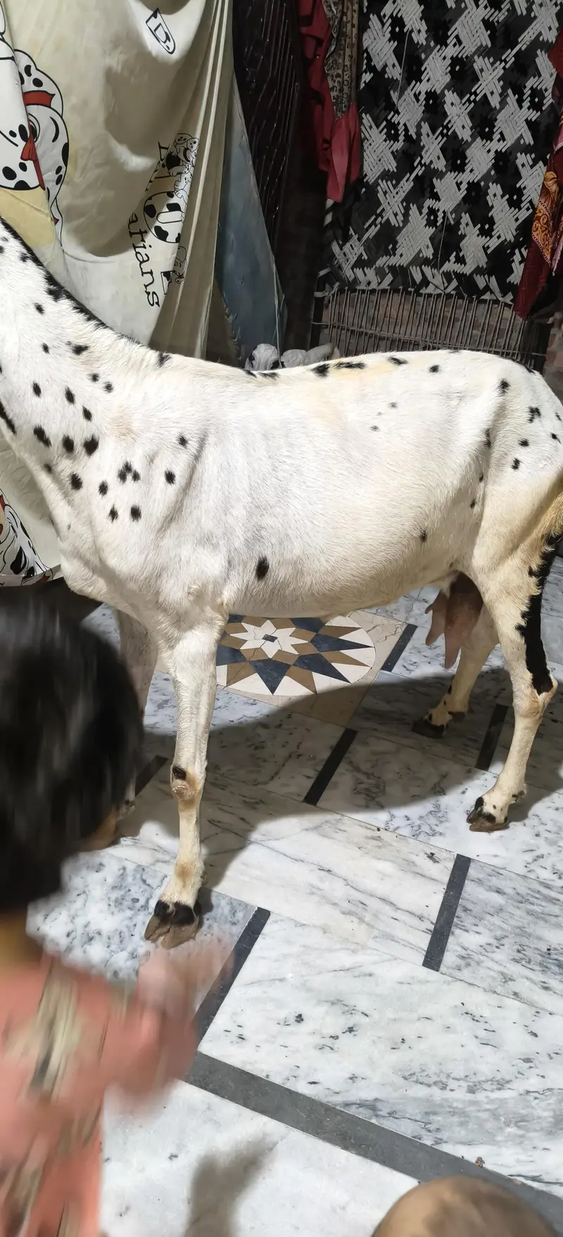 Bakri 6dand ha — photo 7