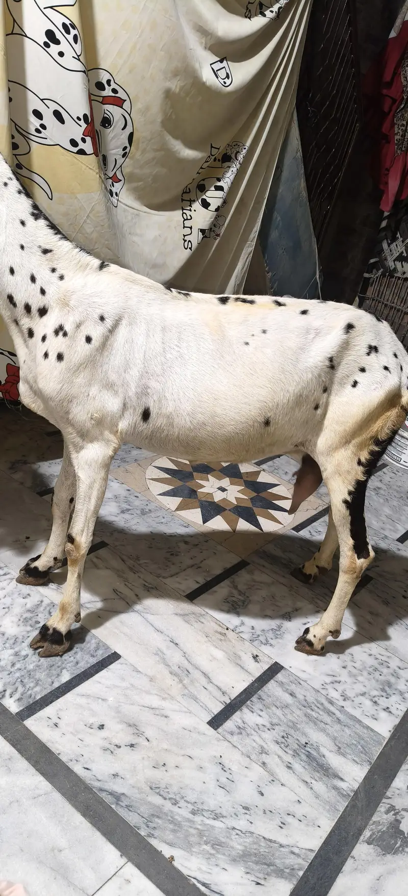 Bakri 6dand ha — photo 8