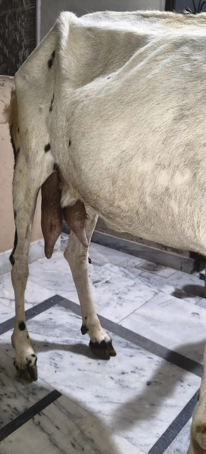 Bakri 6dand ha — photo 9
