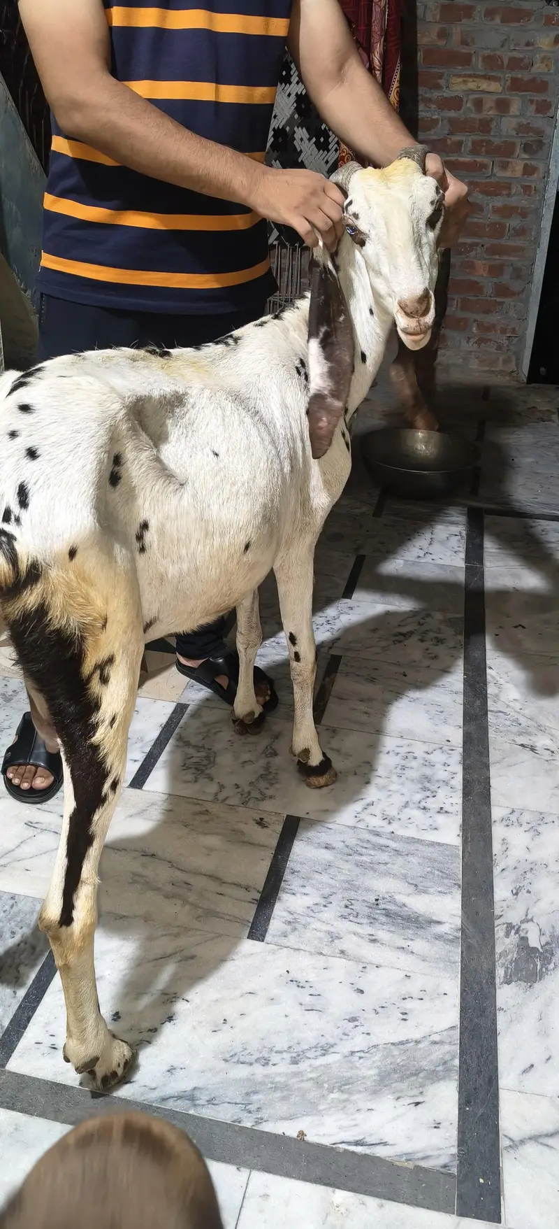 Bakri 6dand ha — photo 10