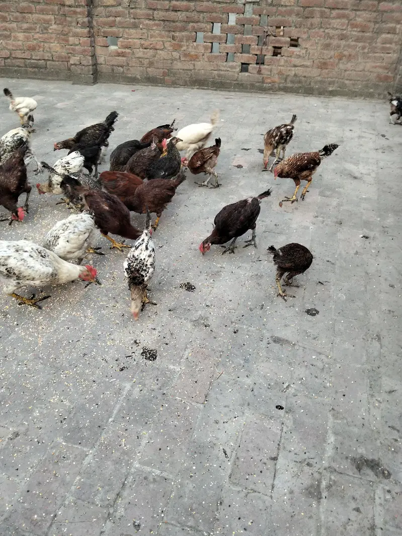 Golden Misri — photo 2
