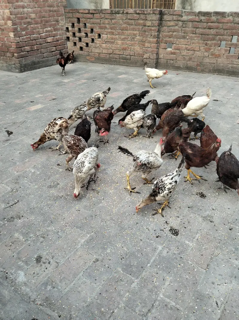 Golden Misri — photo 4