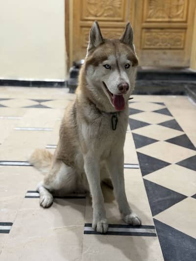 Husky Male for stud