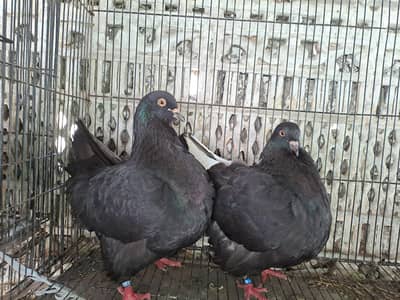 Excellent Quality French Modine Breeding Pair Pigeons / kabooter lable