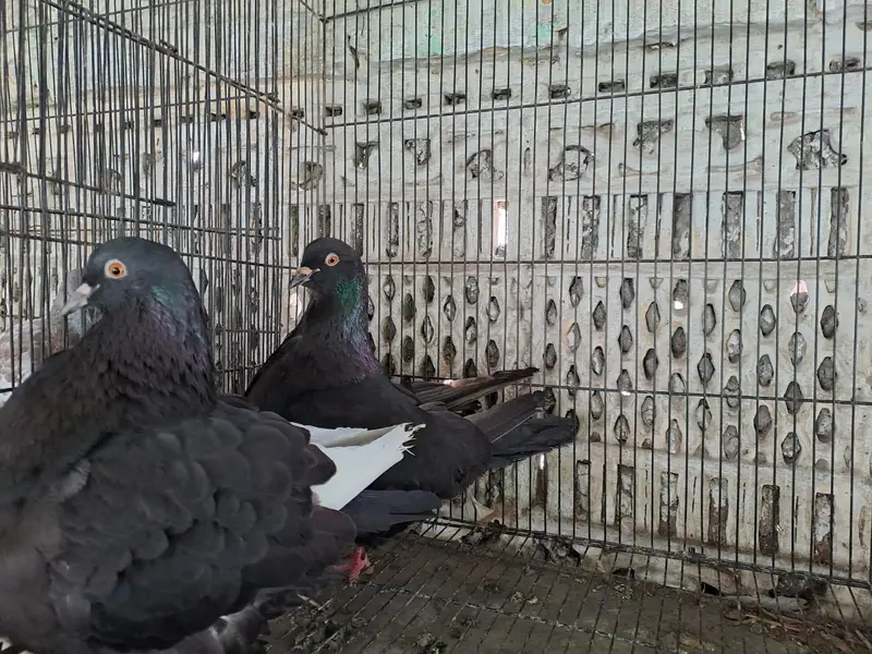 Excellent Quality French Modine Breeding Pair Pigeons / kabooter lable — photo 2
