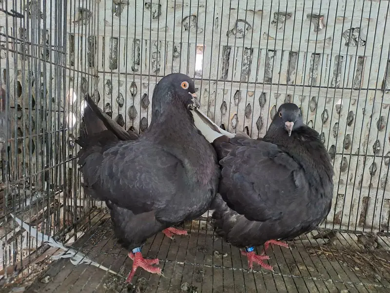 Excellent Quality French Modine Breeding Pair Pigeons / kabooter lable — photo 3