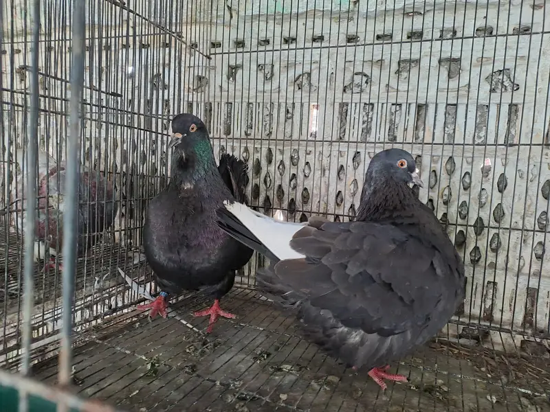 Excellent Quality French Modine Breeding Pair Pigeons / kabooter lable — photo 4