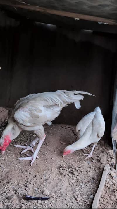 Paper white andon wali female for sell Whatsapp: 03159640025