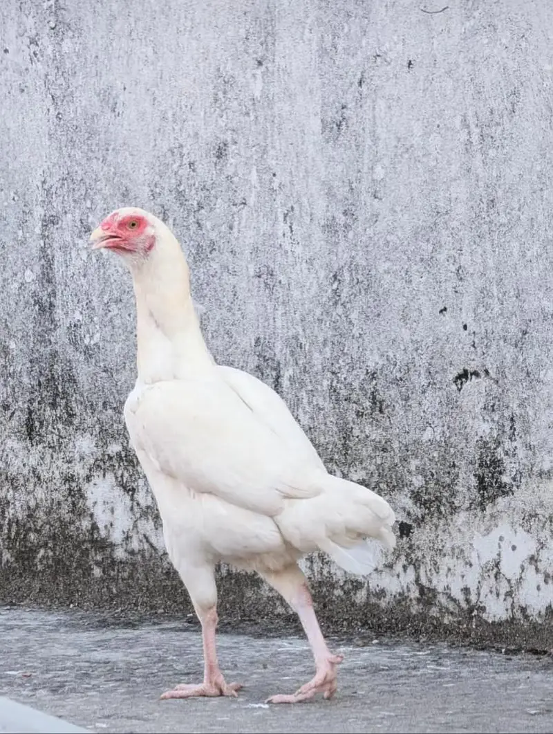 Paper white andon wali female for sell Whatsapp: 03159640025 — photo 2