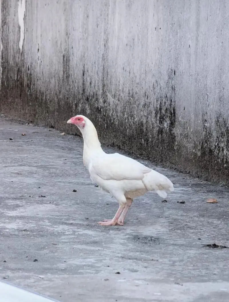 Paper white andon wali female for sell Whatsapp: 03159640025 — photo 3