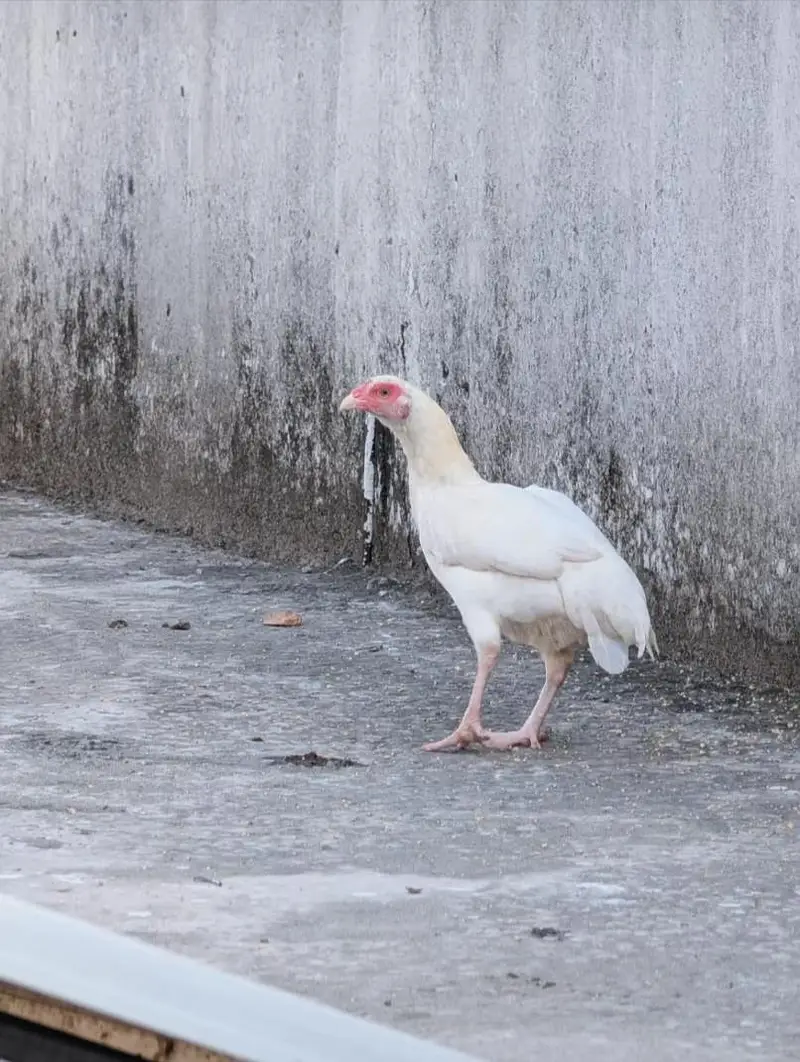 Paper white andon wali female for sell Whatsapp: 03159640025 — photo 4