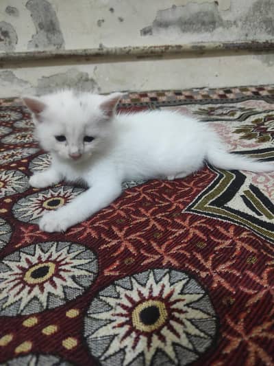 persion kitten for sale