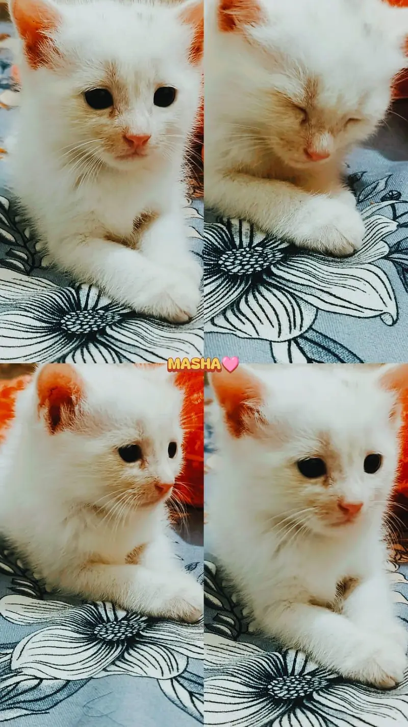 persion kitten for sale — photo 2