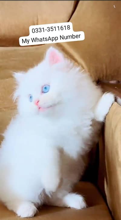 persian kitten for urgent sale