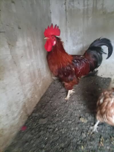 golden misri  and desi breeder male
