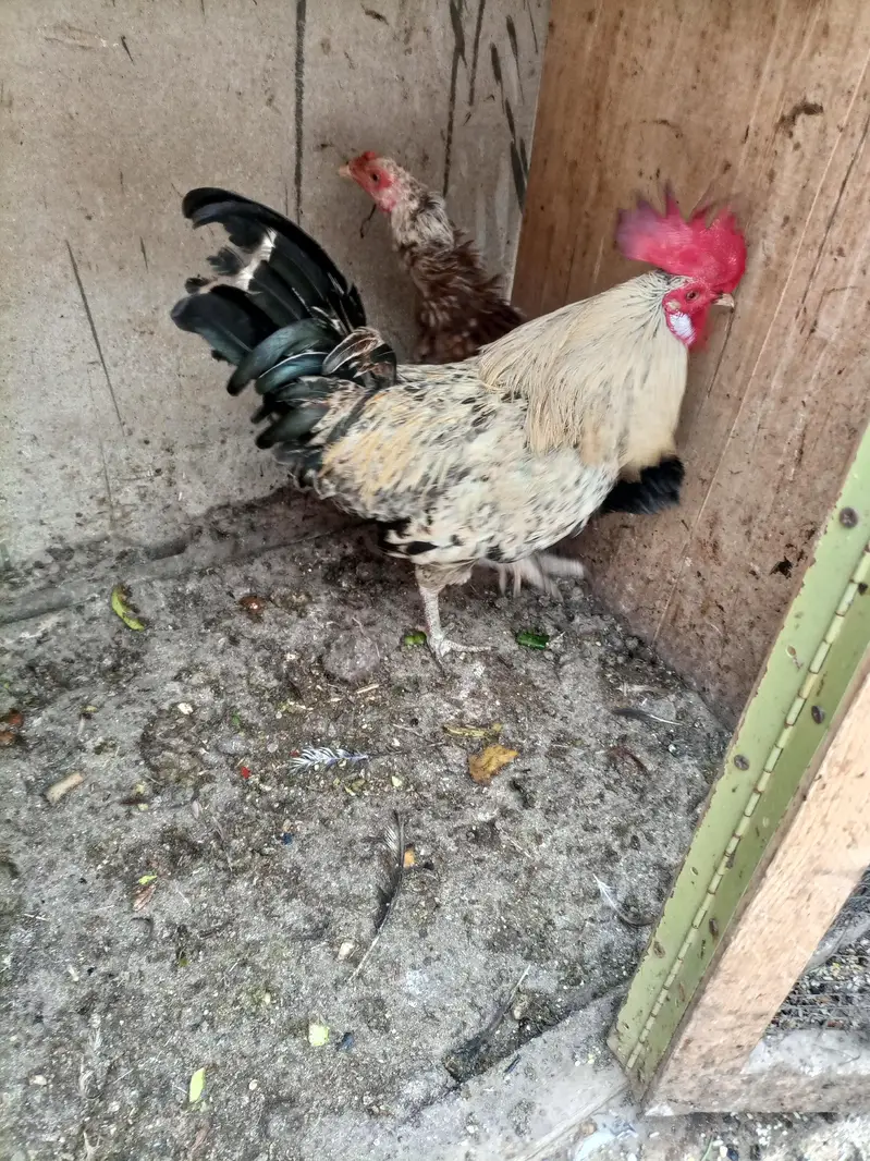 golden misri  and desi breeder male — photo 2