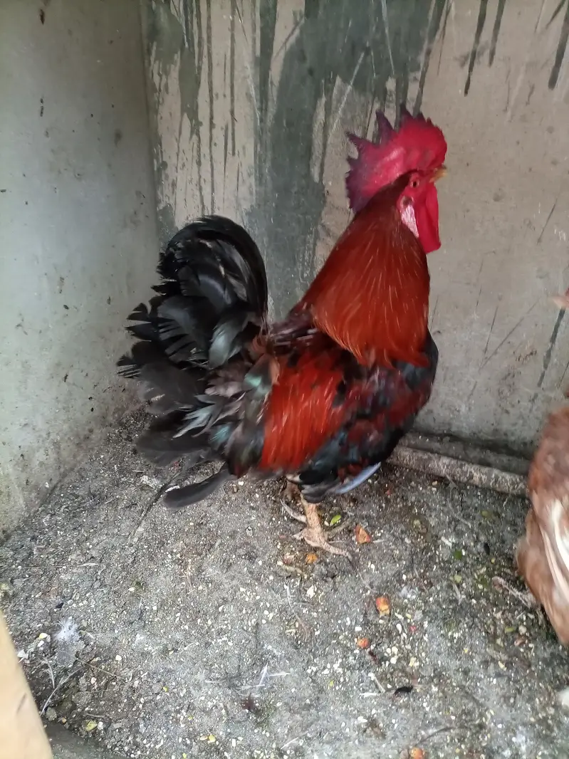 golden misri  and desi breeder male — photo 3