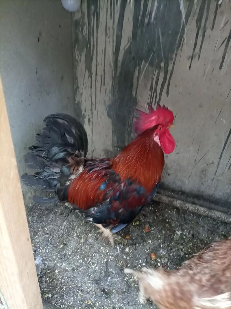 golden misri  and desi breeder male — photo 4