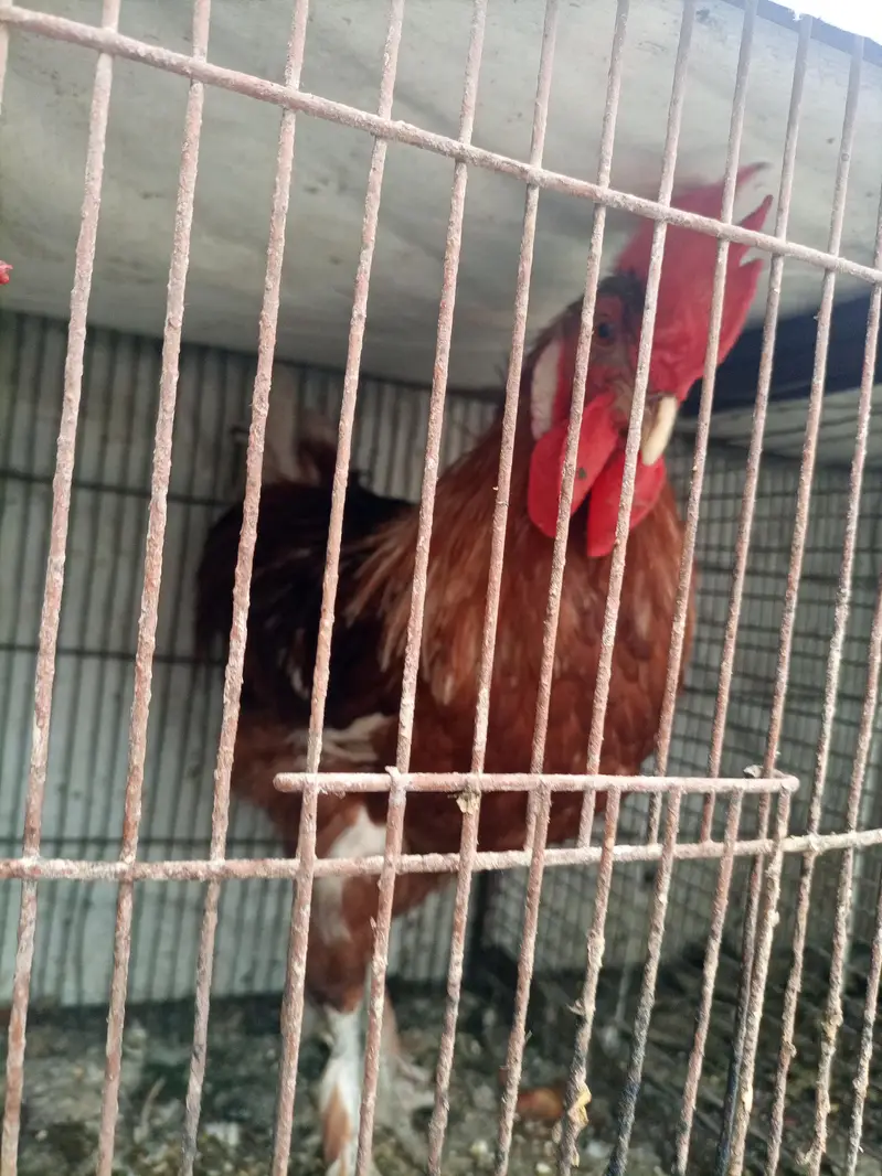 golden misri  and desi breeder male — photo 5