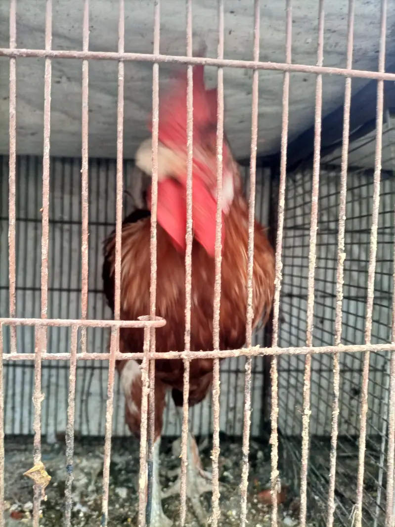 golden misri  and desi breeder male — photo 6