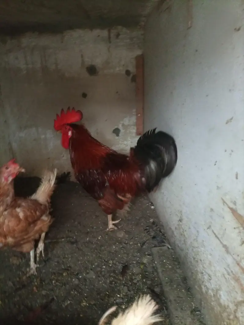 golden misri  and desi breeder male — photo 7