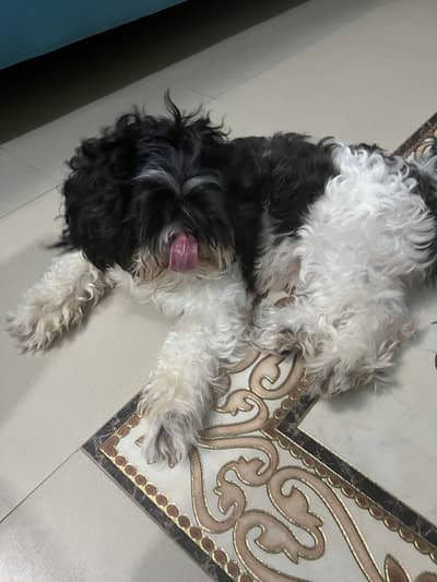 Schitzu dog