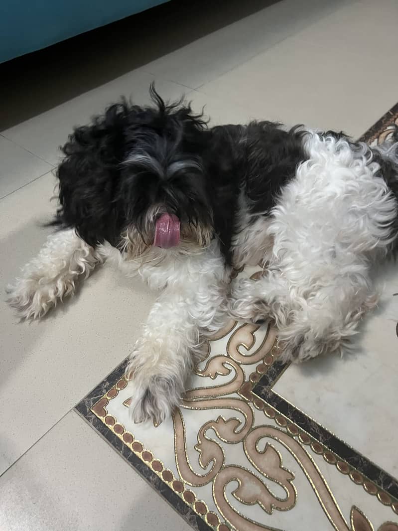 Schitzu dog 0