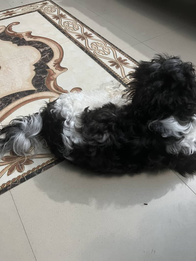 Schitzu dog 1