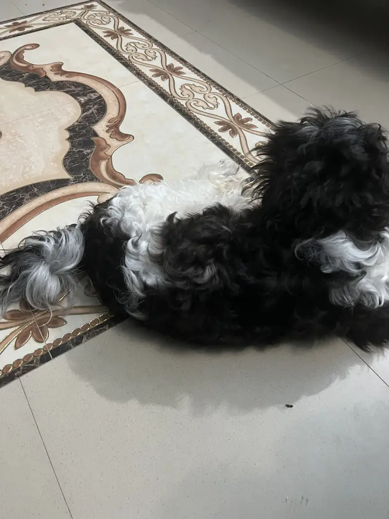 Schitzu dog — photo 2
