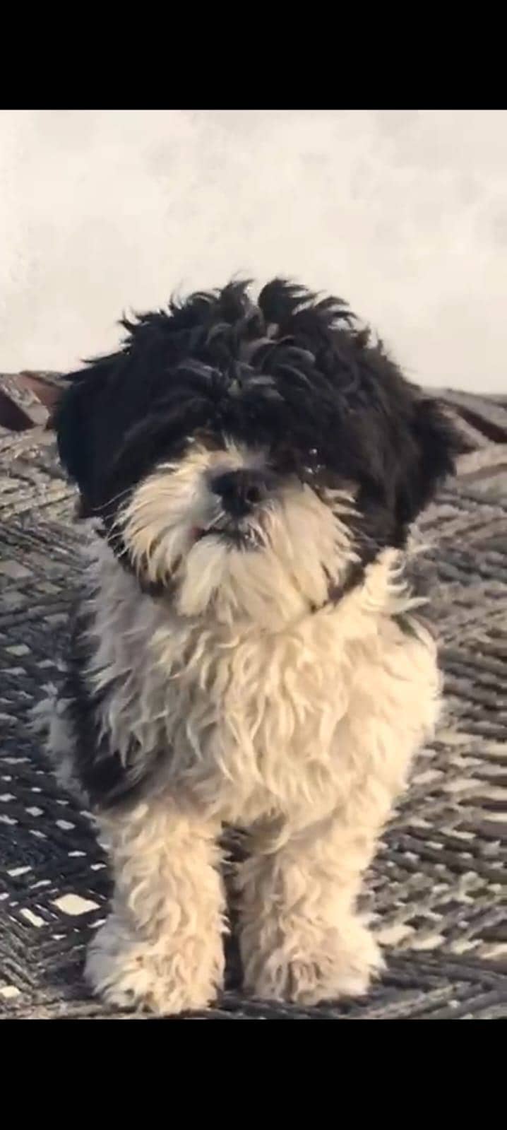 Schitzu dog 2