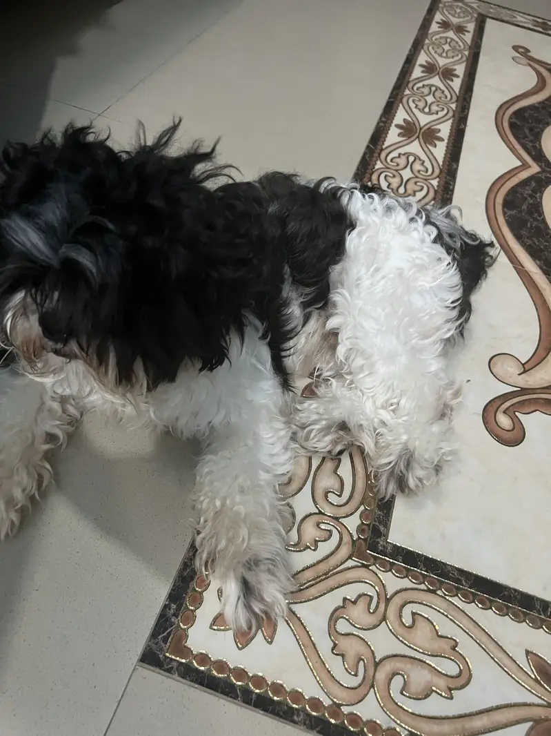 Schitzu dog — photo 4