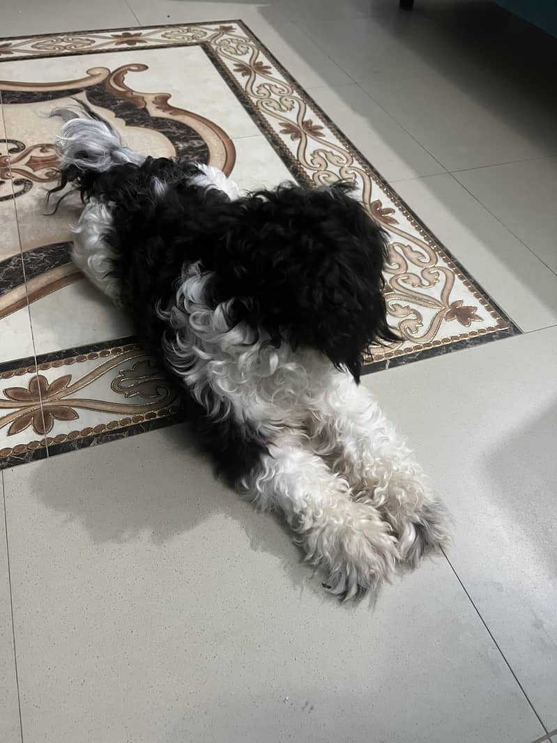 Schitzu dog 4