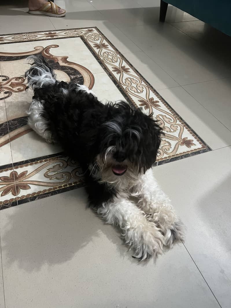 Schitzu dog 5