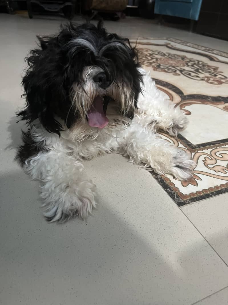 Schitzu dog 6