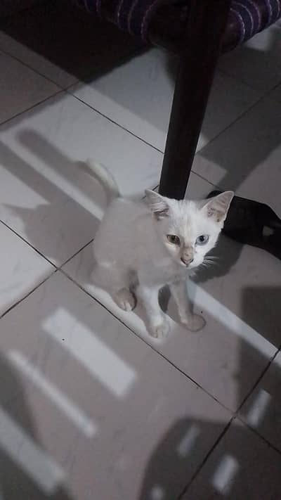 Romeo